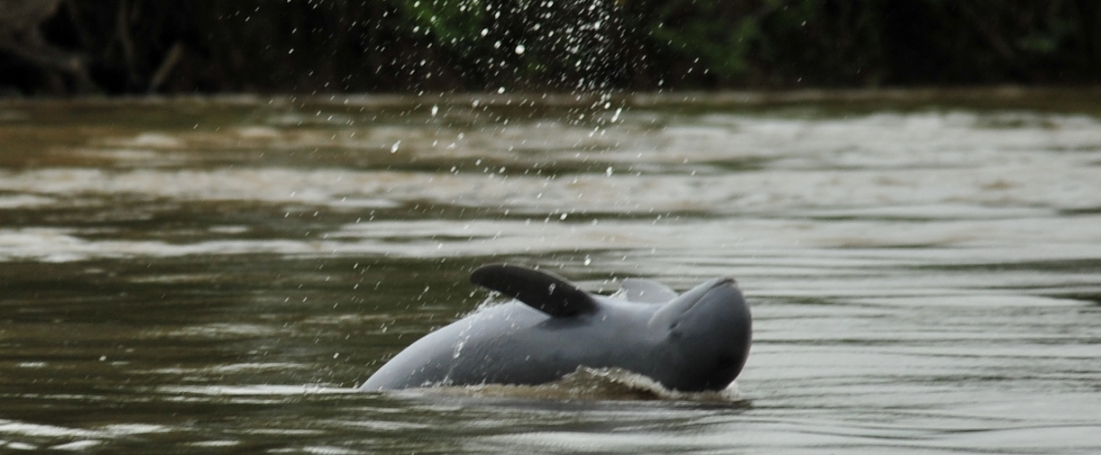 The many threats facing Indonesia's endangered Irrawaddy dolphins